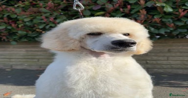 Standard Poodle dogs - Advert 3