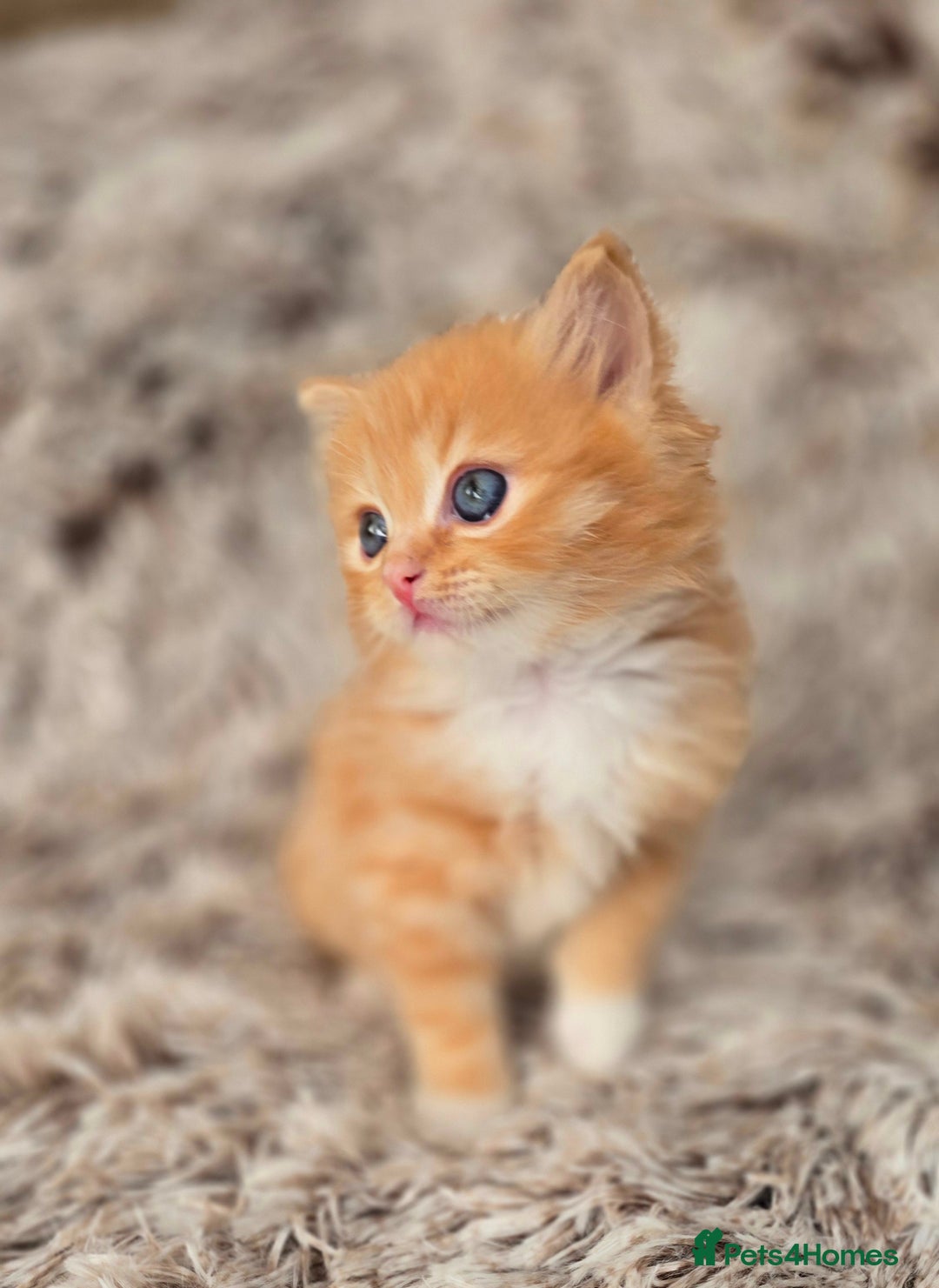 Mixed Breed cats for sale: Red Ginger fluffy kitten boy mix Ragdoll Siberian  - Image 3