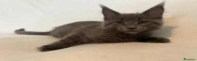 Maine Coon 2