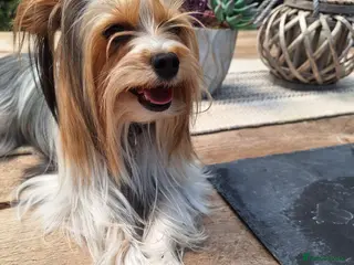 Yorkshire Terrier dogs Toy/miniature Yorkshire terrier dog for sale - Advert 4