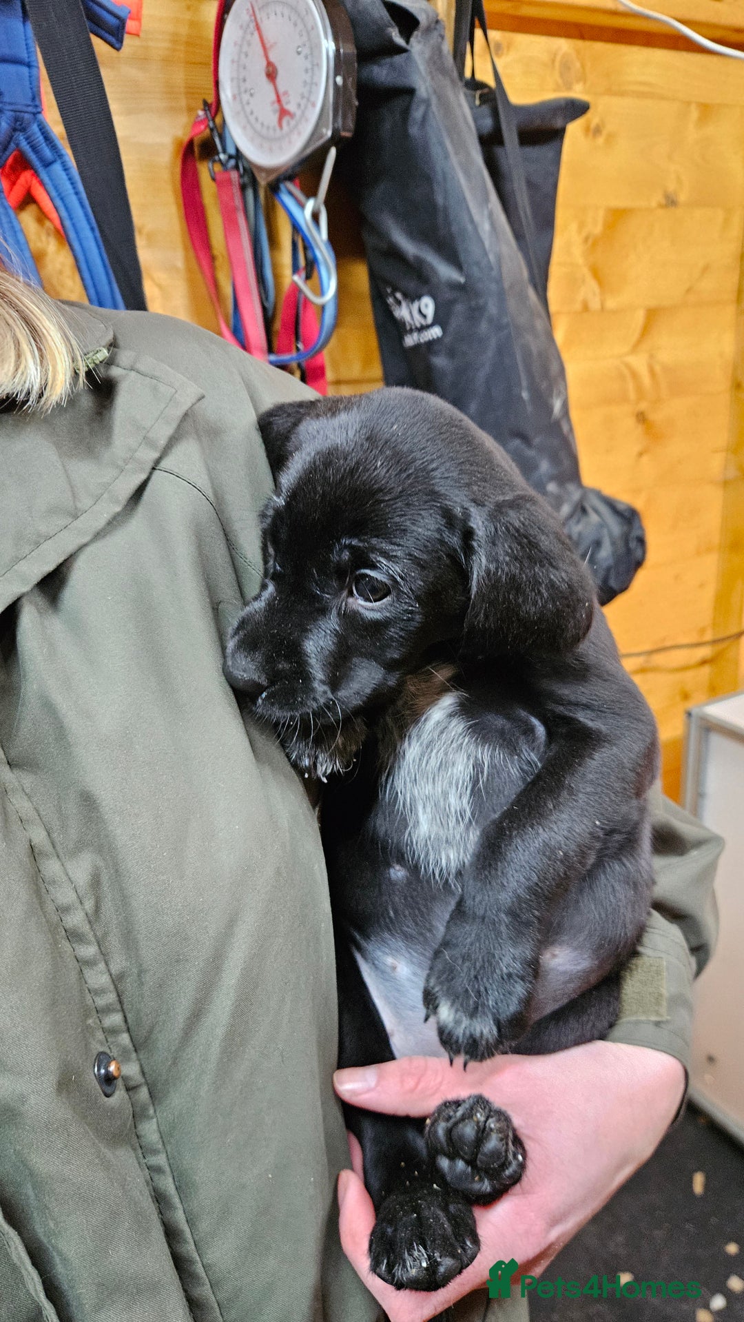 Labrador Retriever dogs for sale: Black labrador x gwp puppies working or pet homes - Advert 14