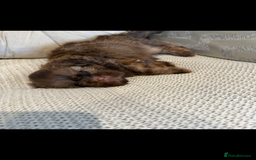 Shih Tzu dogs for sale: KENNEL CLUB CHOC IMPERIAL SHIHTZU - Image 4