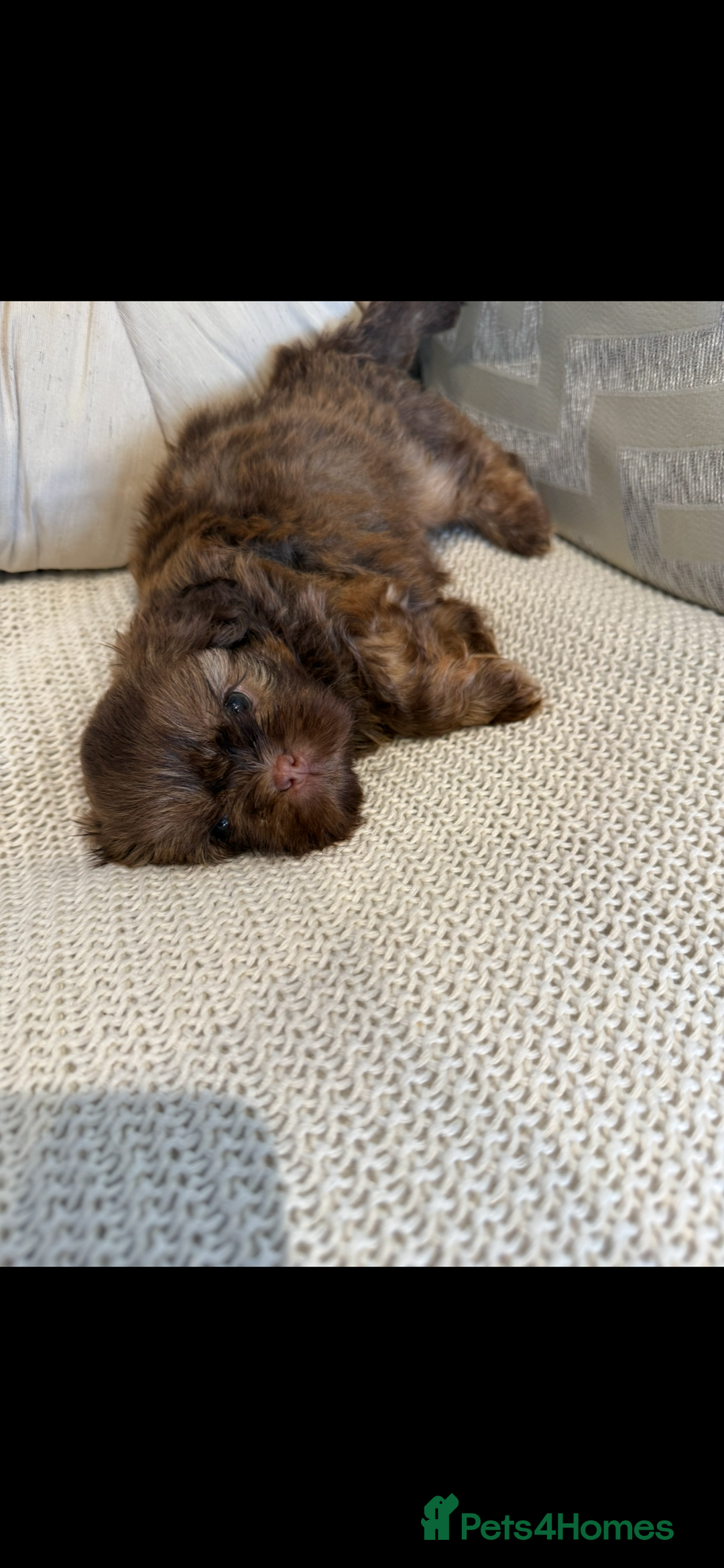 Shih Tzu dogs for sale: KENNEL CLUB CHOC IMPERIAL SHIHTZU - Image 4