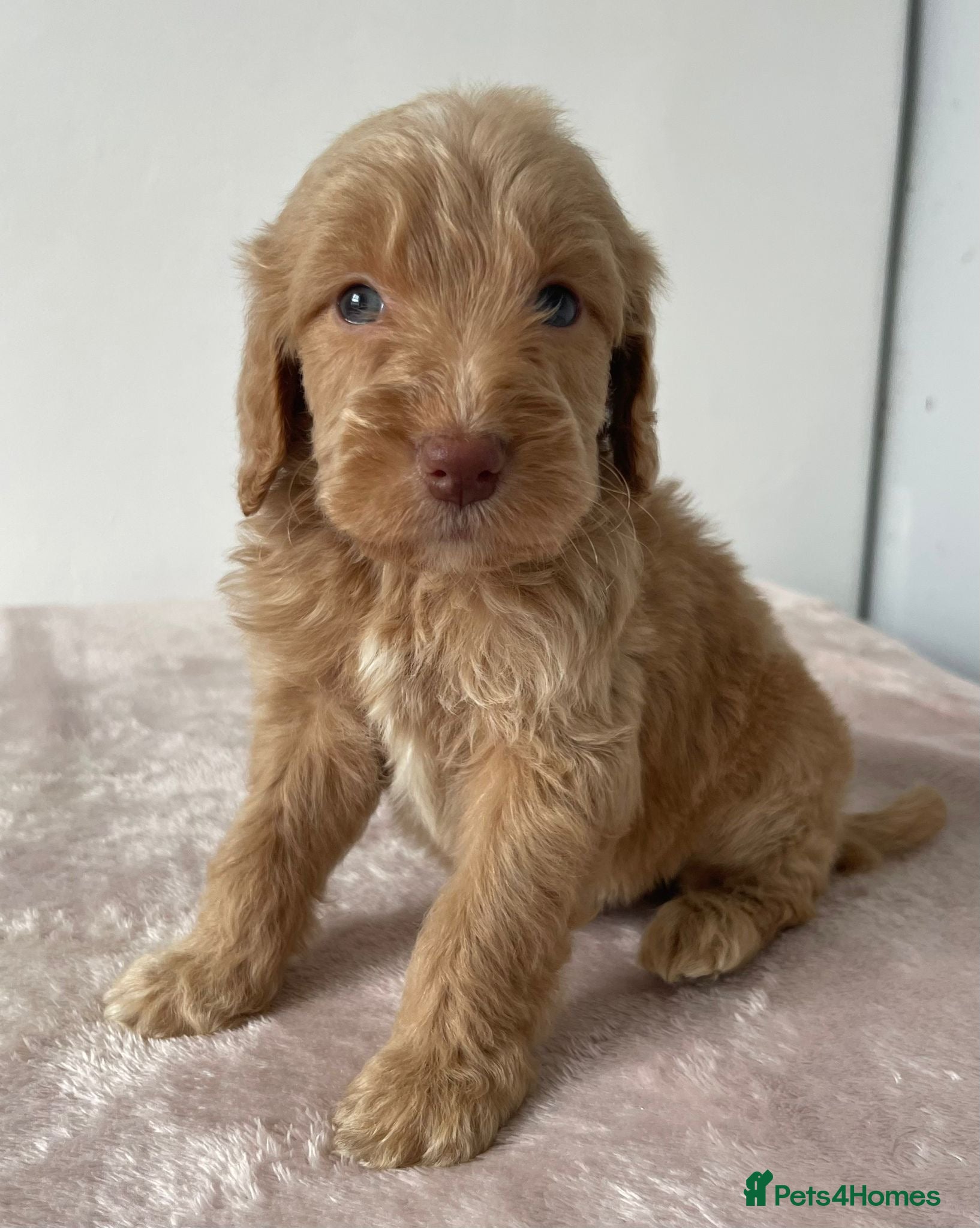 Cockapoo dogs Cockapoo Puppies  - Advert 13