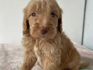 Cockapoo dogs Cockapoo Puppies - Advert 13