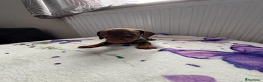 Dachshund 7