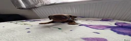 Dachshund dogs for sale: Dachshund  - Advert 8