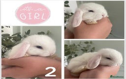 Mini Lop rabbits for sale: Mini lop babies available  - Image 3