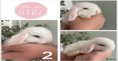 Mini Lop rabbits - Advert 1