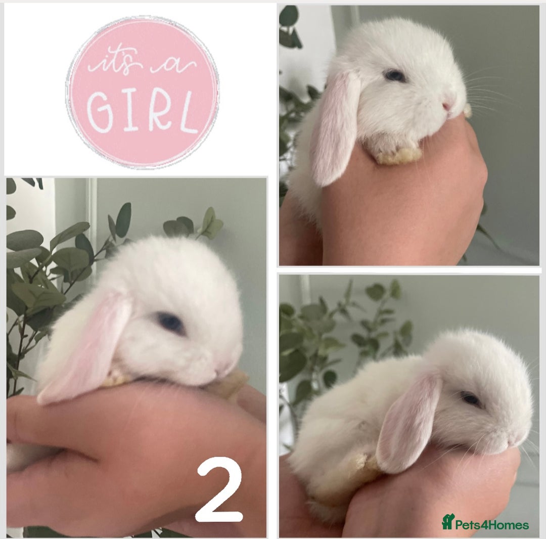 Mini Lop rabbits for sale: Mini lop babies available  - Image 3