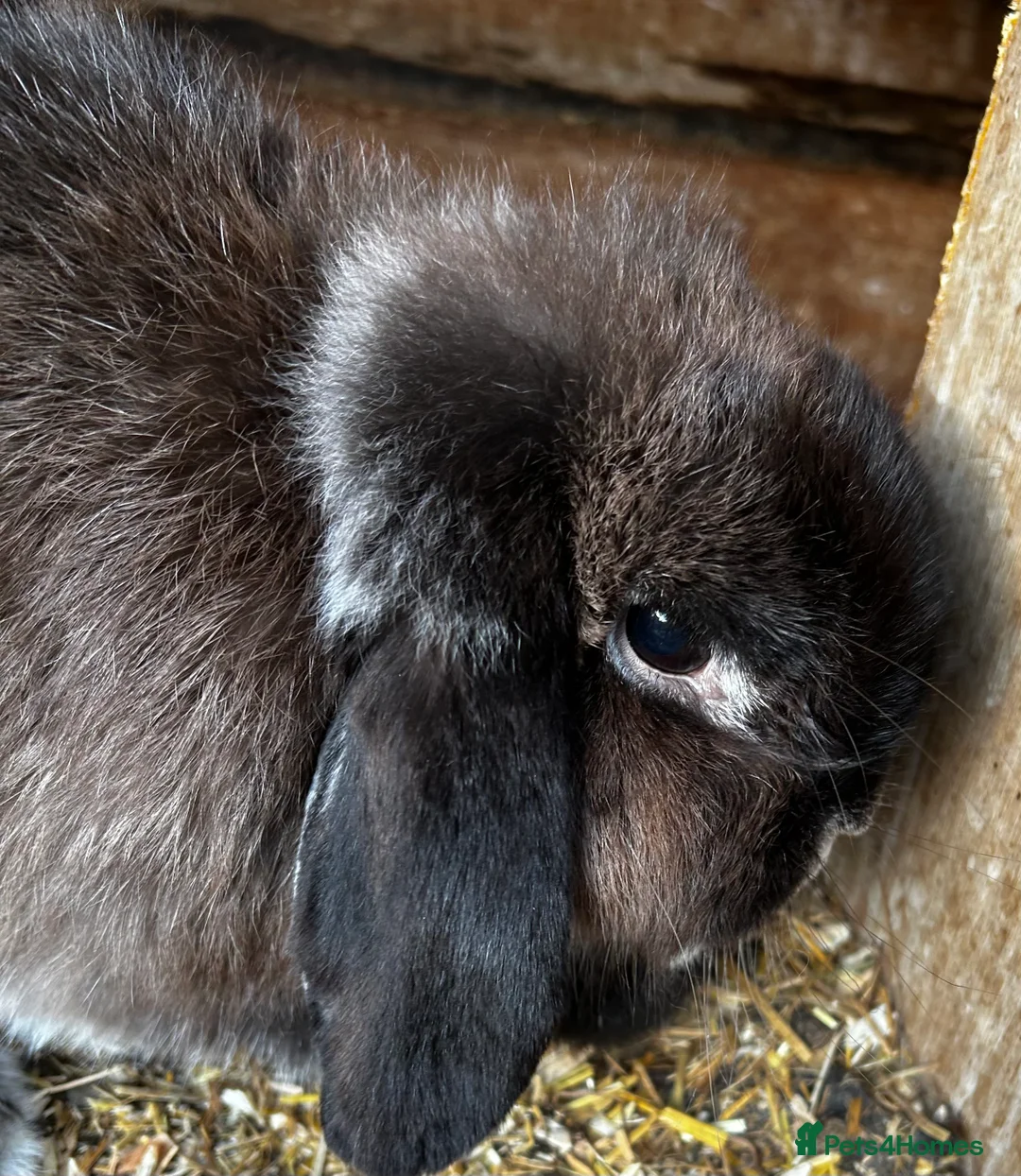 Mini Lop rabbits for sale: One Adult Mini Lop Doe - Pet home only - Advert 3