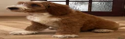 Australian Labradoodle dogs for sale: Multi-Gen Australian Labradoodle Puppies - Advert 30