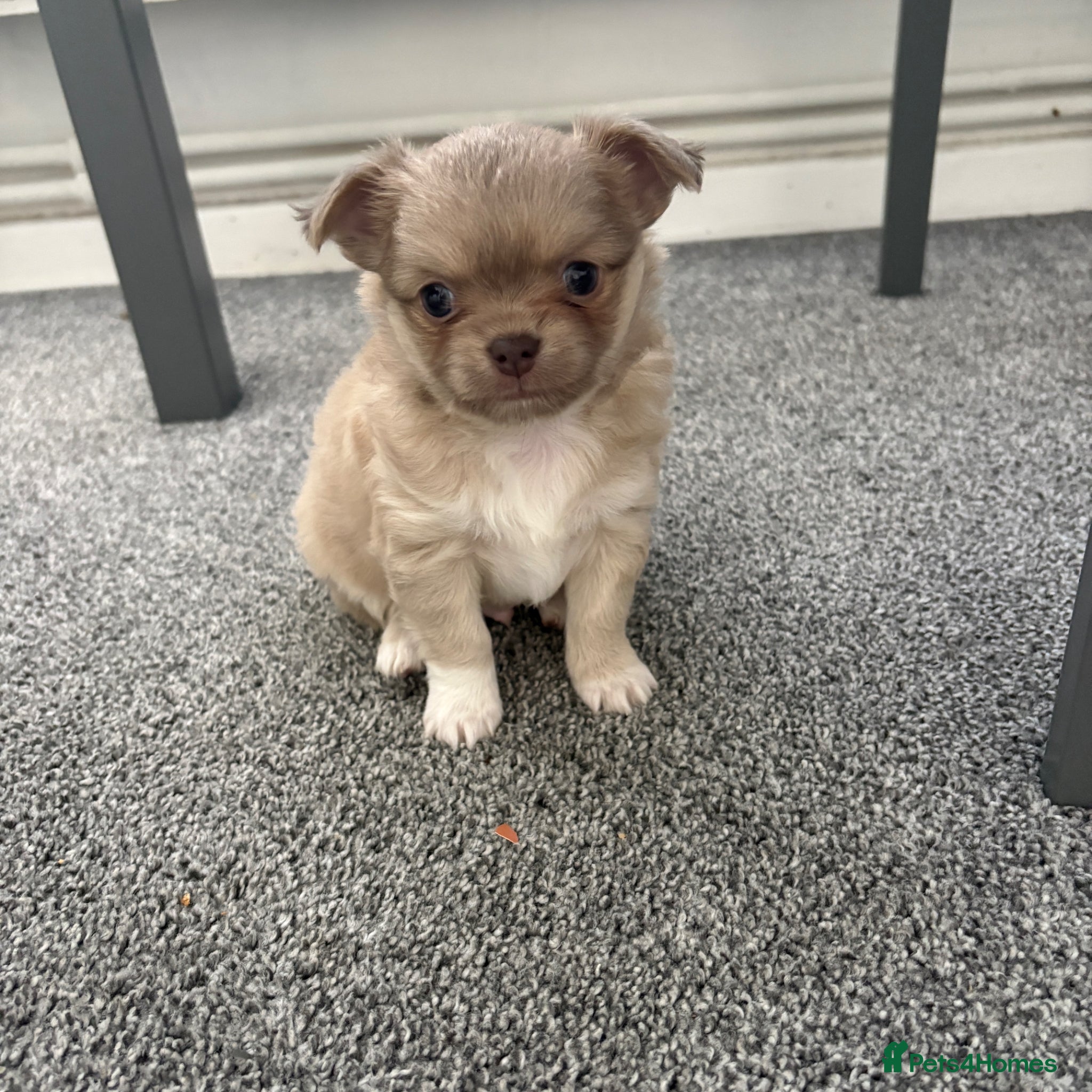 Chihuahua dogs Gorgeous lilac, fluffy boy for sale - Advert 19