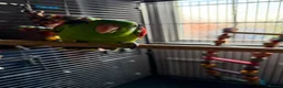 Parrots birds for sale: Semi tame crimson wing - Advert 3