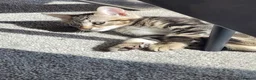 Mixed Breed cats for sale: Beautiful kittens ready for their forever home ❤️ - Advert 7
