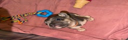 French Bulldog dogs for sale: French bulldog puppies  - Advert 30
