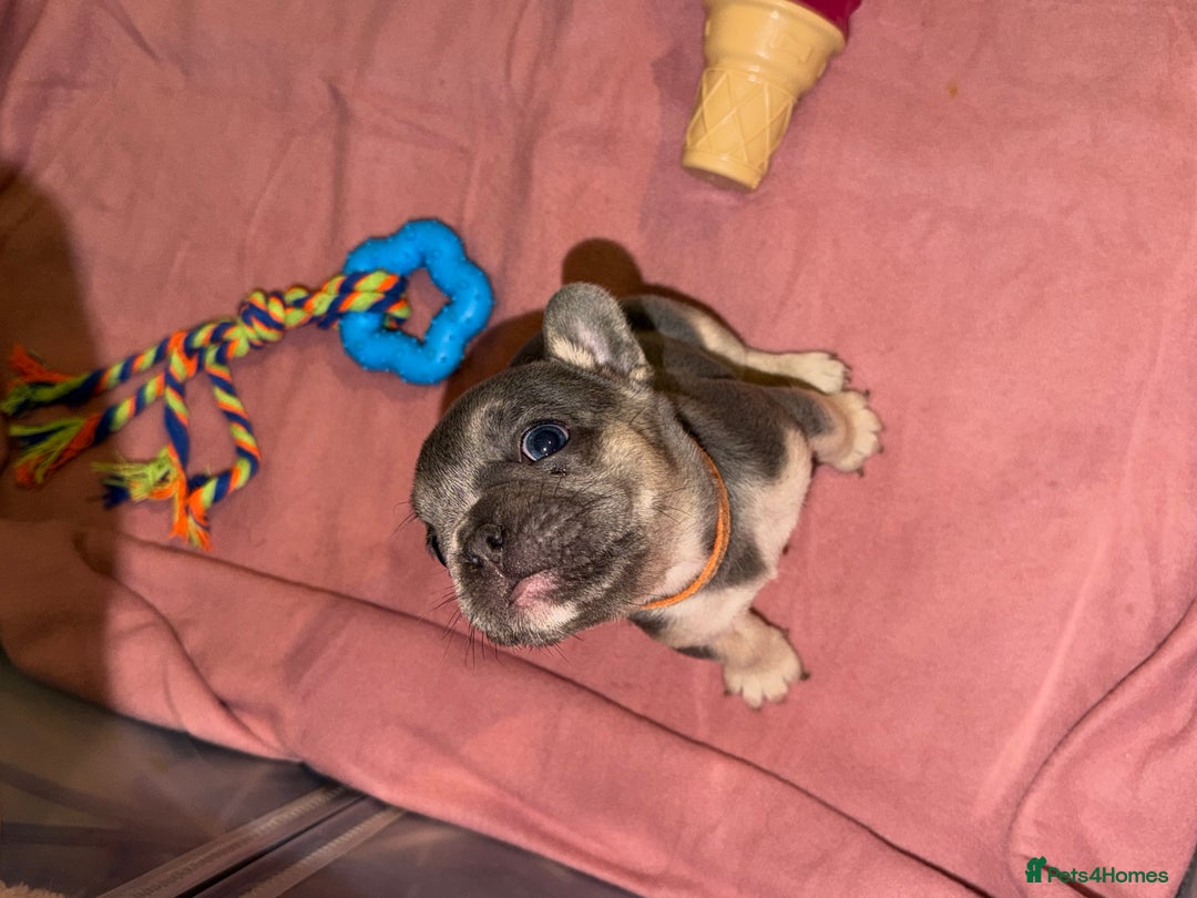French Bulldog dogs for sale: French bulldog puppies  - Advert 30