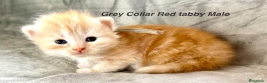 Grey collar