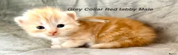 Maine Coon cats for sale: Stunning Maine Coon kittens in Droitwich - Advert 8