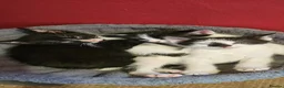 Mixed Breed cats for sale: 4 Male black and white Kittens for sale - Advert 2