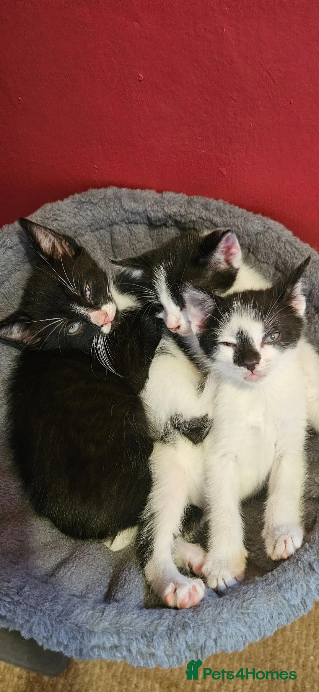 Mixed Breed cats for sale: 4 Male black and white Kittens for sale - Advert 2