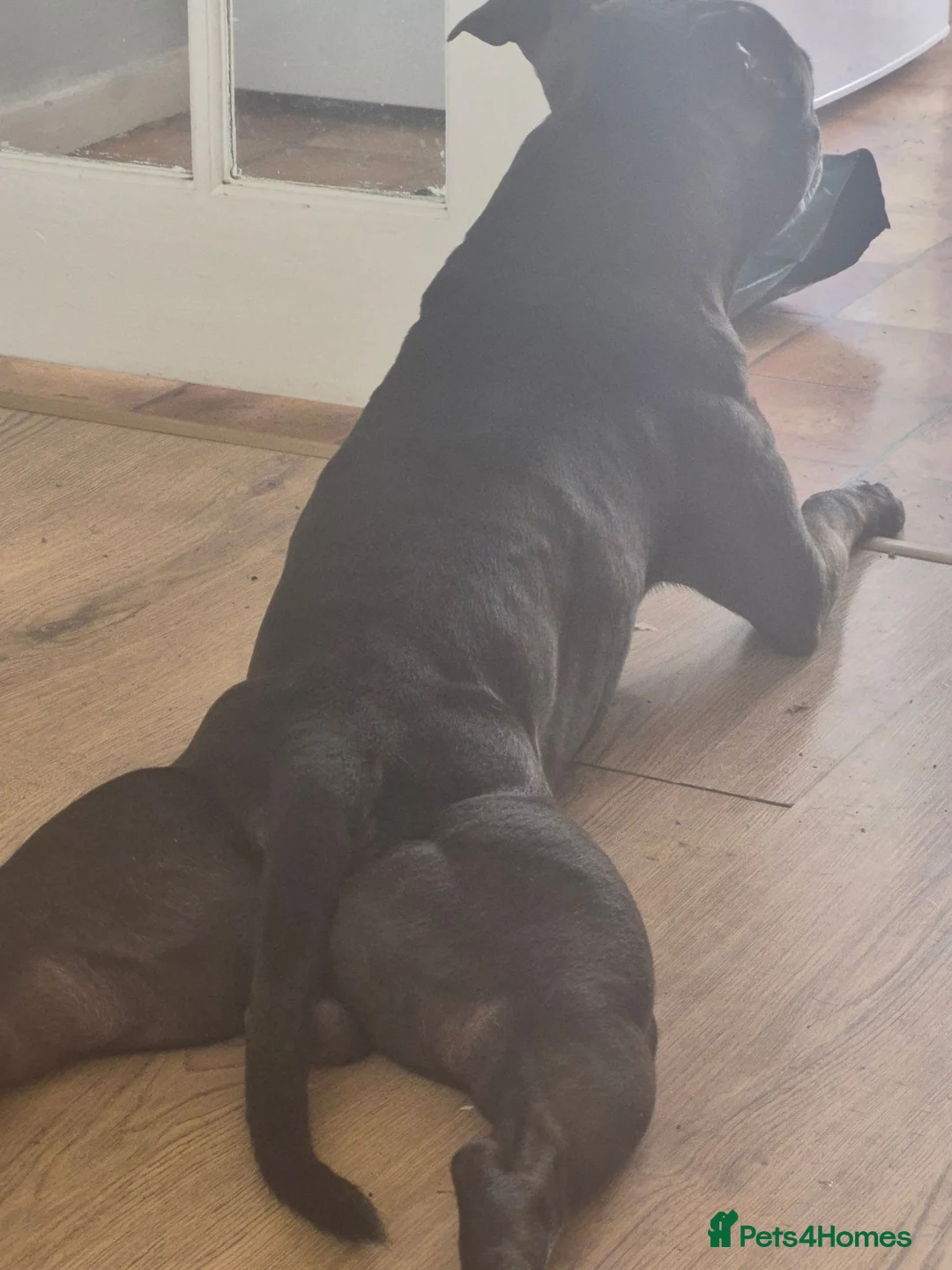 Staffordshire Bull Terrier dogs for sale: A loving boy who needs his forever home  - Advert 1