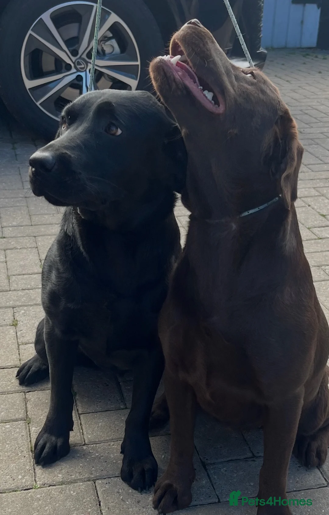 Labrador Retriever dogs for sale: Two loving  Labrador sisters for a wonderful home  - Advert 3