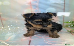 Yorkshire Terrier dogs for sale: Pedigree Yorkshire Terrier Puppies - Image 17