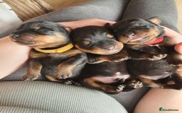 Rottweiler dogs for sale: Old fashioned big rottweiler pups  - Image 5