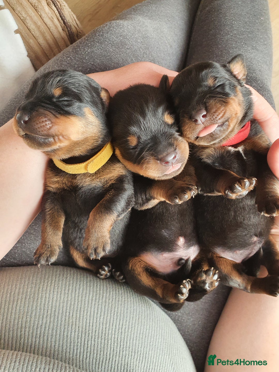 Rottweiler dogs for sale: Old fashioned big rottweiler pups  - Image 5