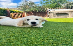 Golden Retriever dogs for sale: Stunning Litter of Golden Retrievers! in Lydbury North - Image 33
