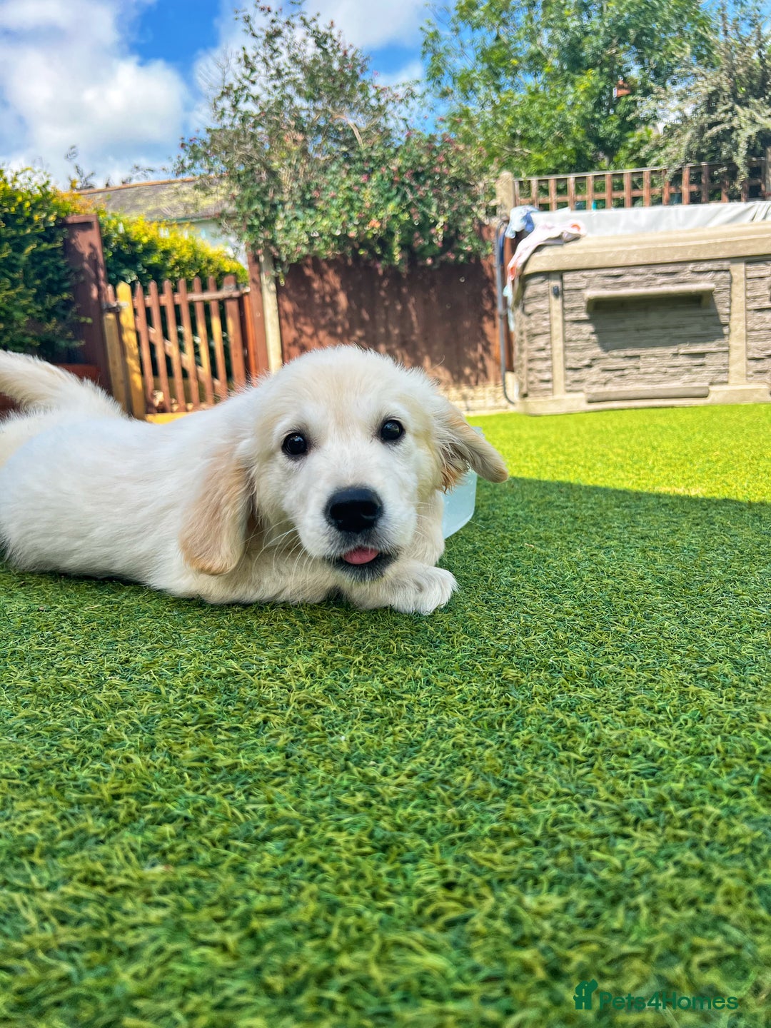 Golden Retriever dogs for sale: Stunning Litter of Golden Retrievers! in Lydbury North - Image 33