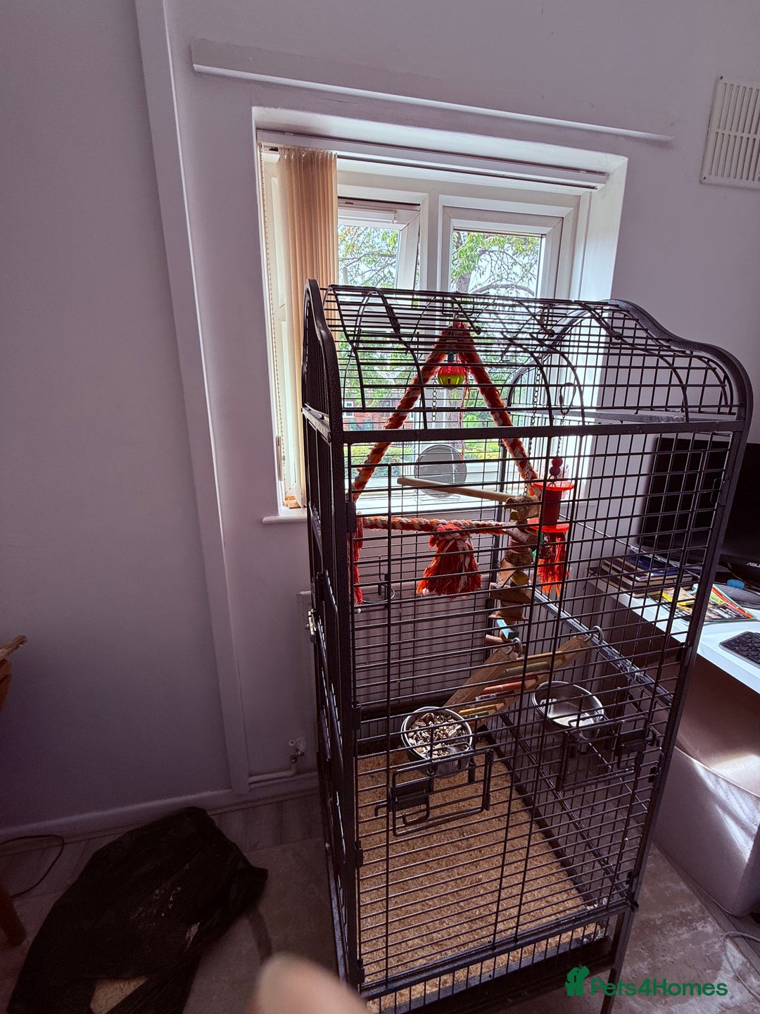 Ringnecks birds for sale: Beautiful green male ringneck - Image 4
