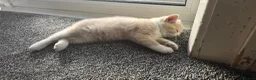 British Shorthair cats for sale: British short haired  - Advert 5