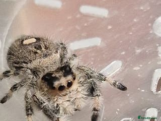 Spiders invertebrates Female jumper & Adorable velvet spiders 🕷 - Advert 1