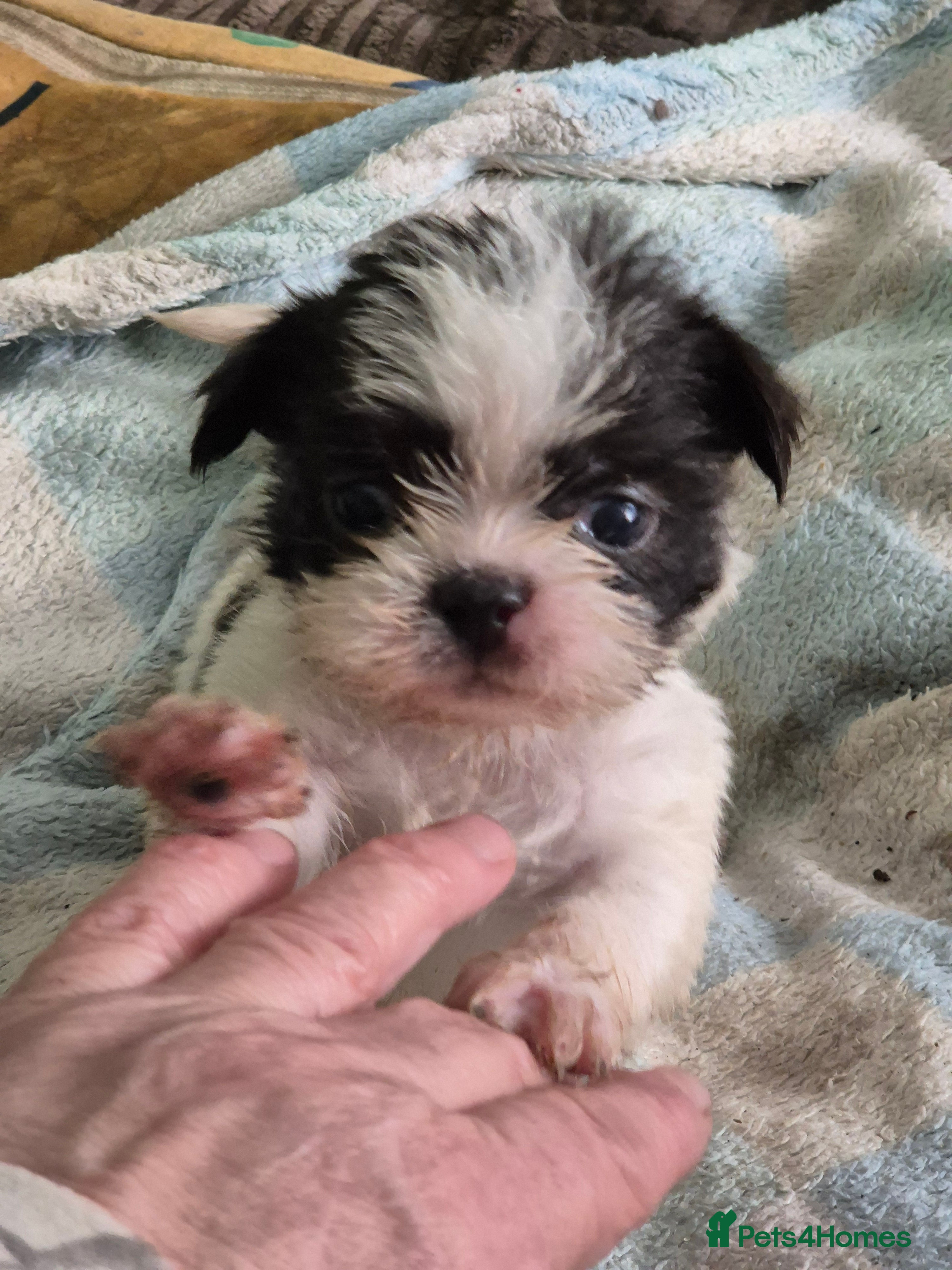 Malshi dogs I have 1 boy left  - Advert 1