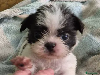 Malshi dogs I have 1 boy left - Advert 1