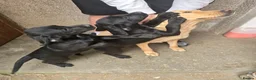 Cockerdor dogs for sale: Gorgeous Cockerdor Pups - Advert 2