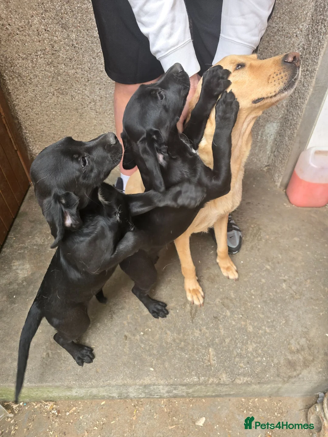 Cockerdor dogs for sale: Gorgeous Cockerdor Pups - Advert 2