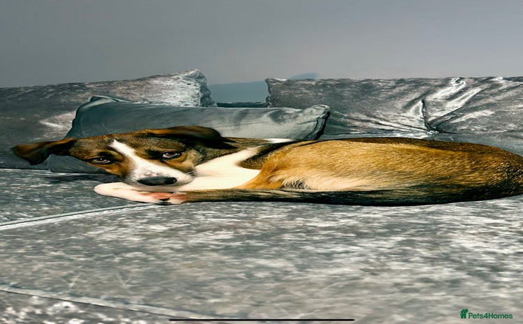 Welsh Collie dogs - Advert 1