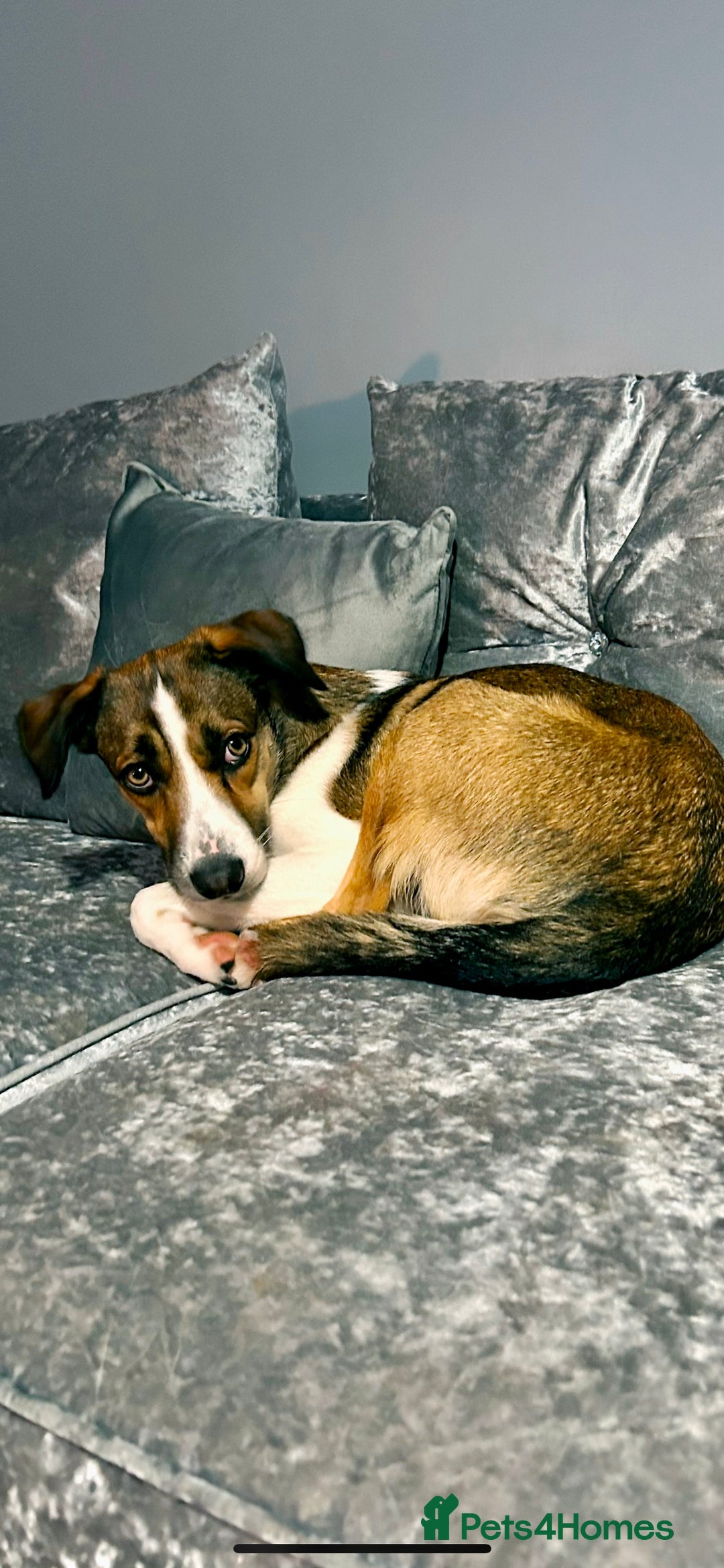 Welsh Collie dogs for sale: Female Welsh Collie looking for forever home - Image 1
