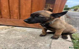 Belgian Shepherd Dog dogs for sale: 🐶Belgian Malinois Shepherd🐶 working dogs in Esher - Image 17