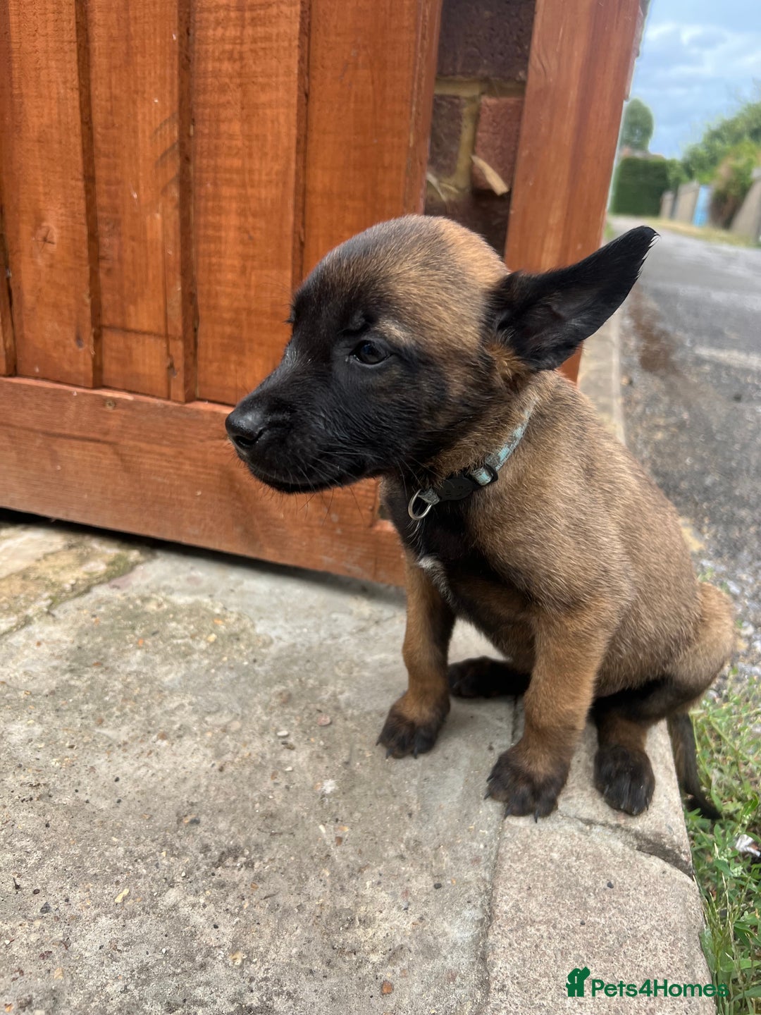 Belgian Shepherd Dog dogs for sale: 🐶Belgian Malinois Shepherd🐶 working dogs in Esher - Image 17