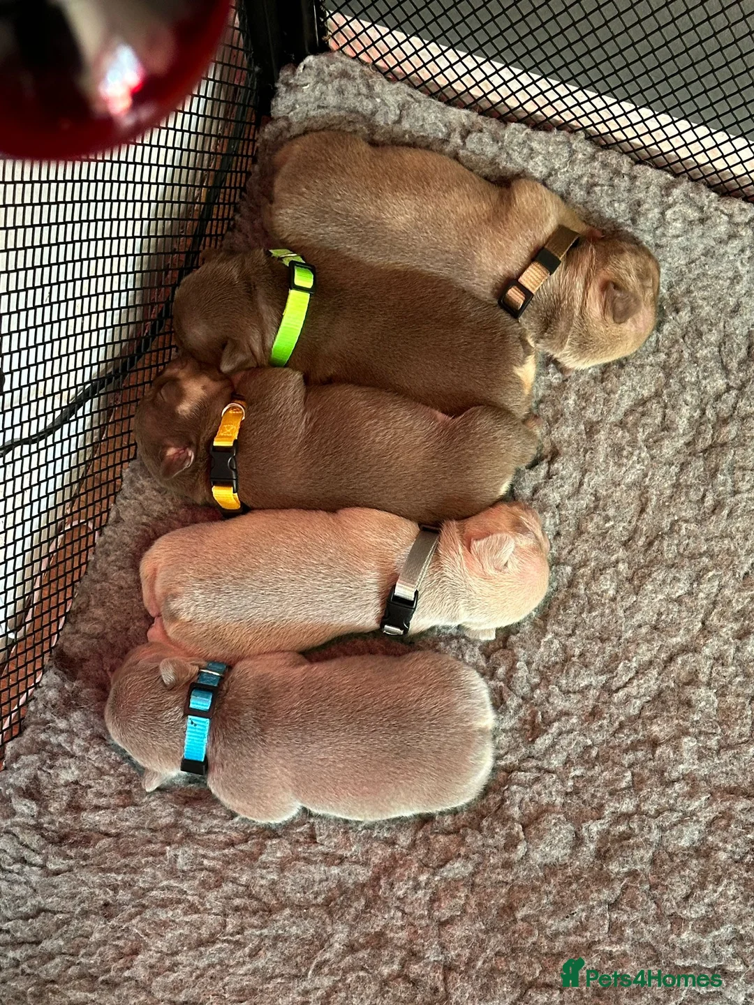 French Bulldog dogs for stud: ROJO AND TAN CARRYING FLUFFY RFG0, health clear in Hastings - Advert 3