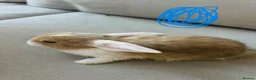 Mixed Breed rabbits for sale: Mini lops and lionhead baby rabbits - Advert 6