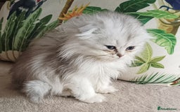 Scottish Fold cats for sale: Scottish Fold Kittens ( Delivery available) - Image 6