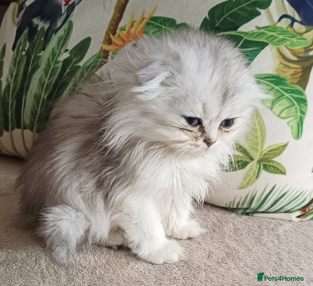 Scottish Fold cats for sale: Scottish Fold Kittens ( Delivery available) - Image 6