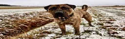 Presa Canario dogs for sale: Presa Canario male 4 yrs old - Advert 6