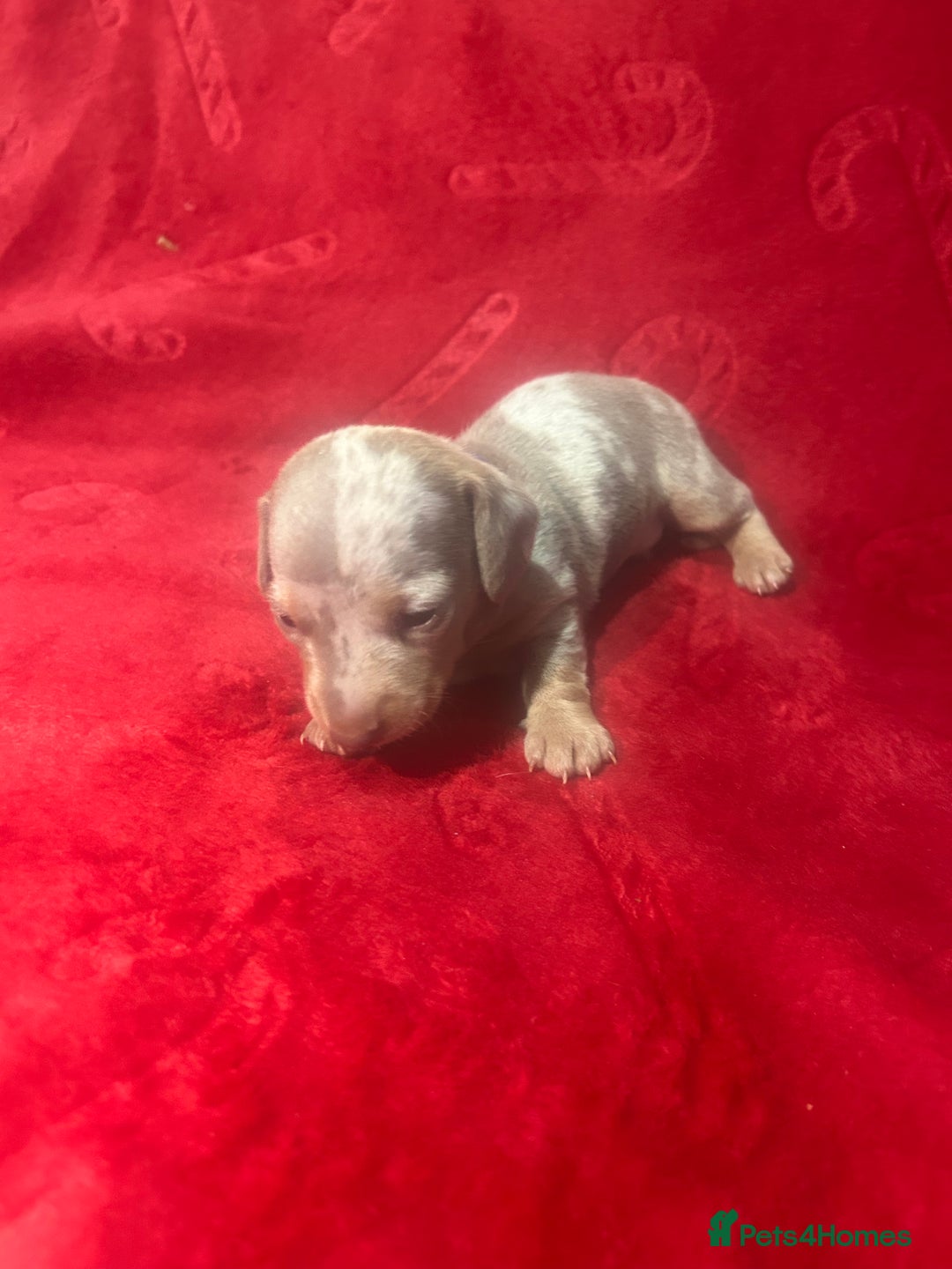 Miniature Dachshund dogs for sale: Isabella dapple Miniature dachshund  - Advert 11