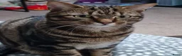 Mixed Breed cats for sale: 3 year old male and female cat - Advert 2